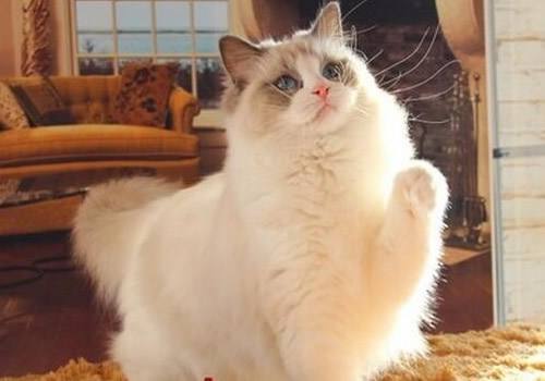 佈偶貓能長到多少斤 正常的成年佈偶貓能長多重