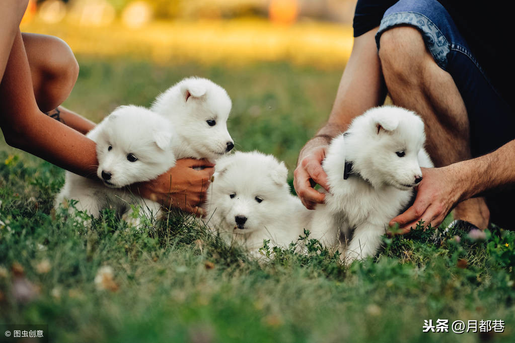 薩摩耶犬幼犬訓練方法 兩個月的薩摩耶應該怎麼喂養