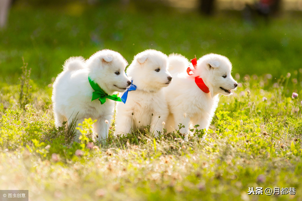 薩摩耶犬幼犬訓練方法 兩個月的薩摩耶應該怎麼喂養