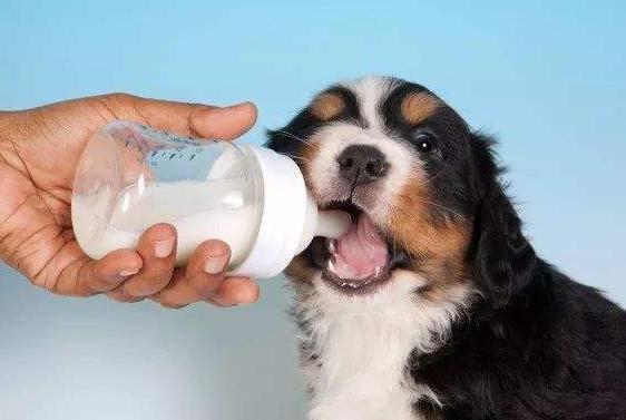 小狗喝瞭牛奶怎麼補救 三個月幼犬喝瞭純牛奶怎麼辦
