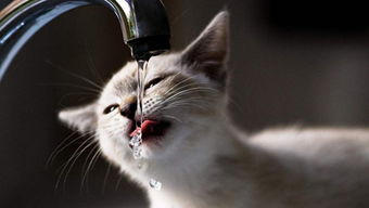 貓一天喝多少水正常 成年貓咪一天喝多少水合適