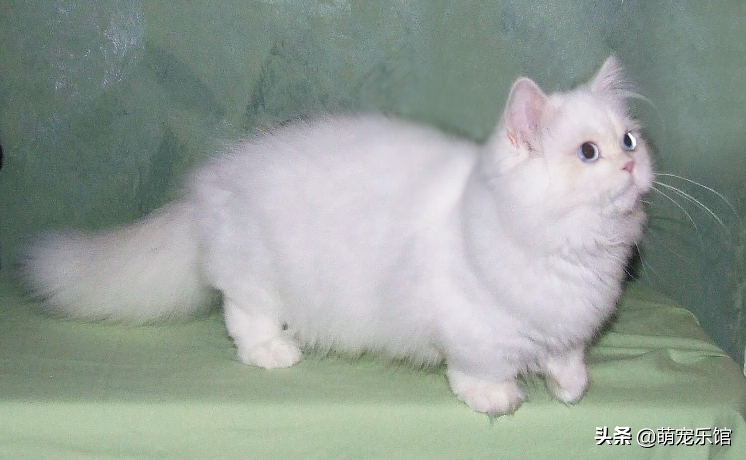 拿破侖貓什麼顏色最貴 品相最稀有的拿破侖貓什麼價位