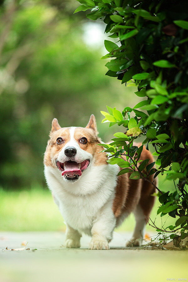 柯基犬怎麼訓聽話 三個月大公柯基犬的訓練方式