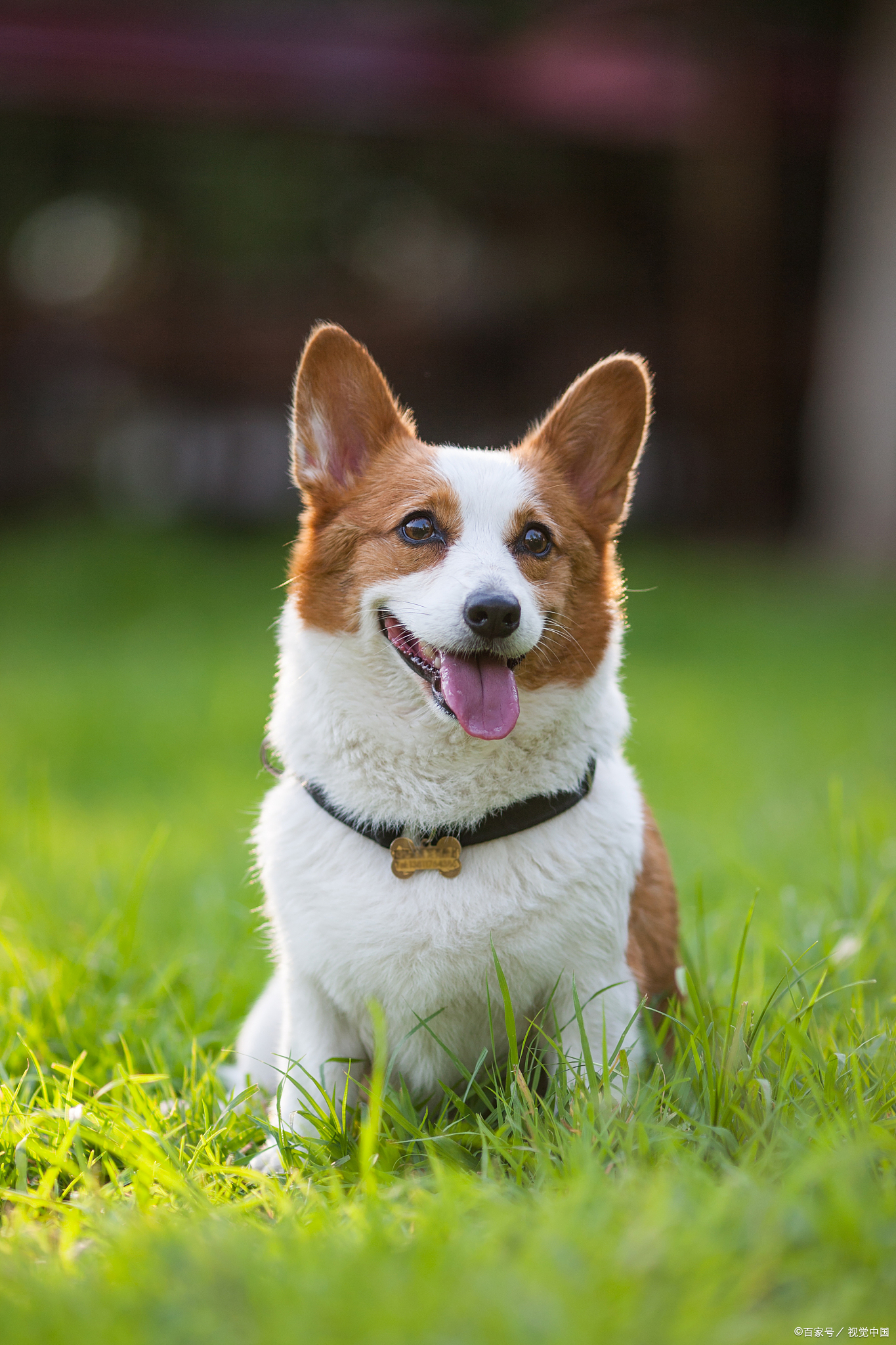 柯基犬怎麼訓聽話 三個月大公柯基犬的訓練方式