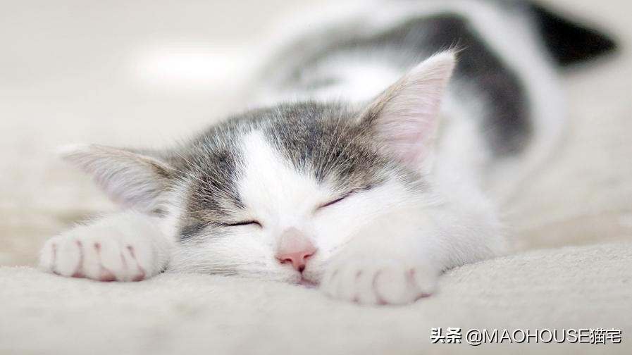 貓咪一天睡多久正常 4個月小貓每天睡多長時間算正常