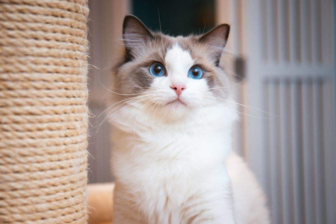 品相很差的佈偶貓價位 藍雙佈偶貓如何看品相純不純