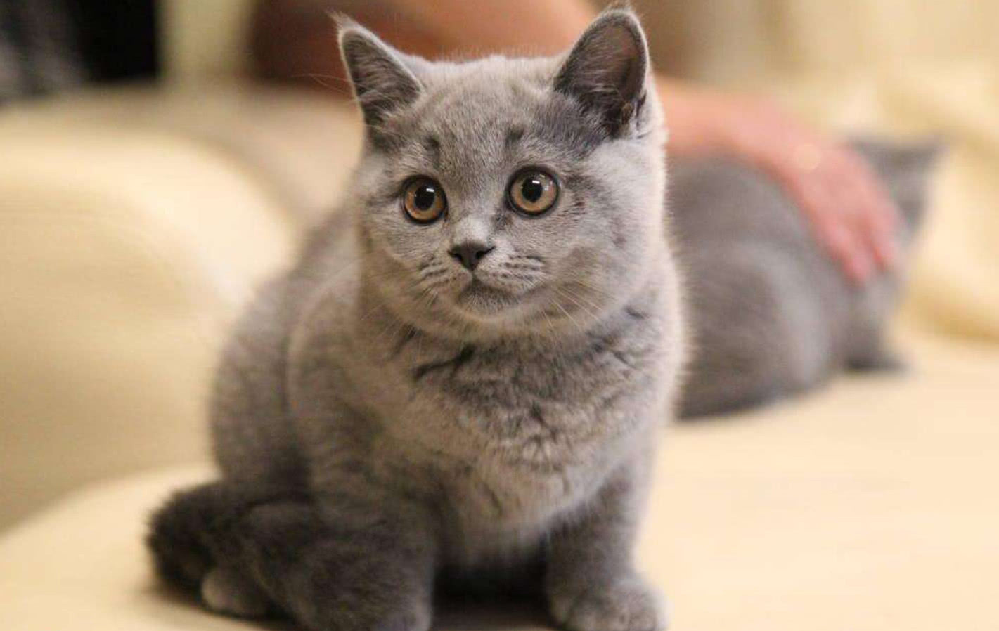 銀漸層英短多少錢一隻 純種英短寵物貓幼崽正常價