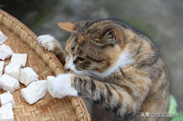 貓咪為瞭吃有多拼 貓咪為瞭吃到食物到底有多努力