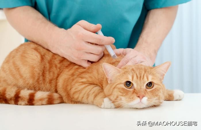 貓打完狂犬疫苗反應很大 貓打完疫苗後嘔吐黃水嗜睡