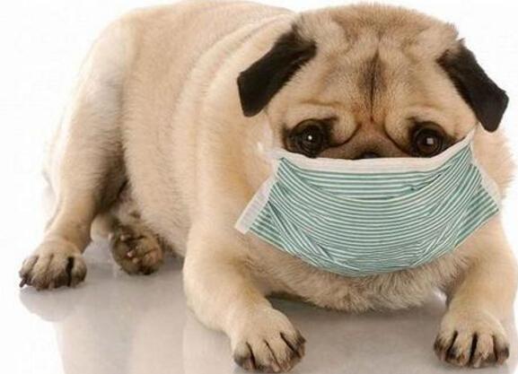 狗狗感冒吃什麼藥好得快 幼犬著涼流鼻涕吃啥藥見效快