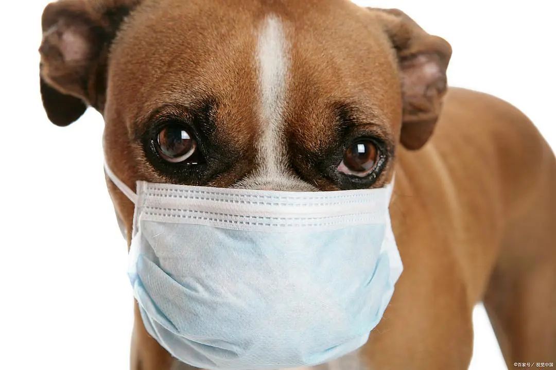 狗感冒瞭吃什麼藥好得快點 狗著涼打噴嚏最簡單的治療方法