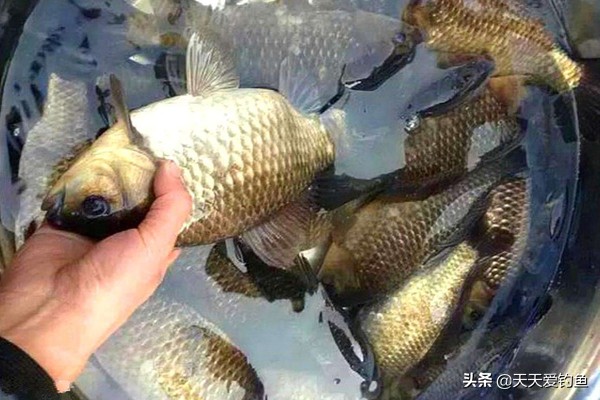 釣鯽魚用什麼餌料最好 釣鯽魚餌料配方