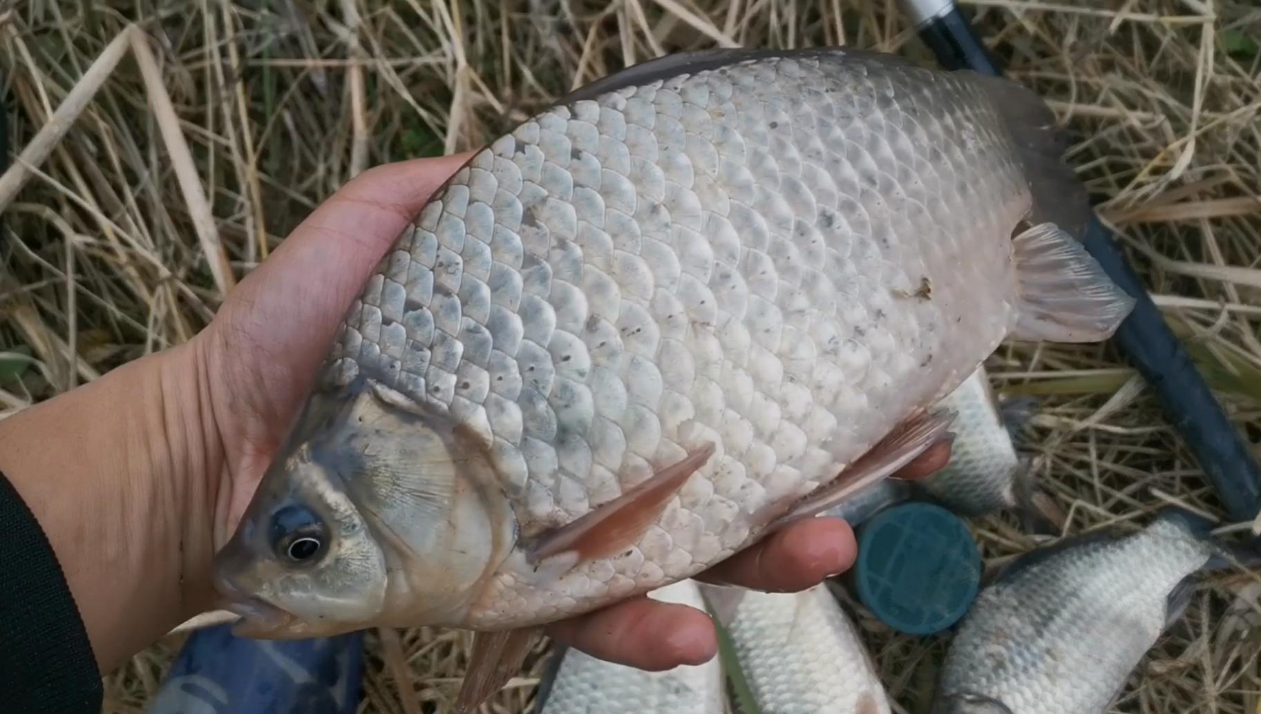 野釣鯽魚酒米絕密配方大全 釣魚酒米最佳配方