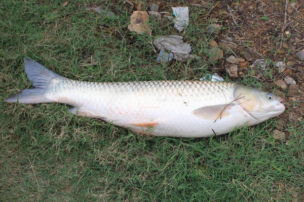 冬天怎麼釣草魚 野釣草魚的最佳方法