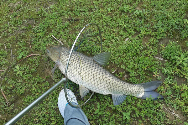 冬天怎麼釣草魚 野釣草魚的最佳方法