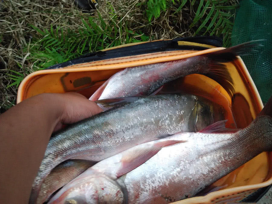 冬季釣鰱鳙技巧 冬季怎麼釣鰱鳙