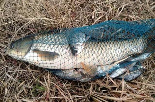 冬季草魚用什麼魚餌最好釣 冬釣草魚要釣多深