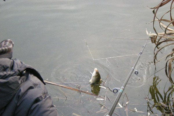 冬季草魚用什麼魚餌最好釣 冬釣草魚要釣多深