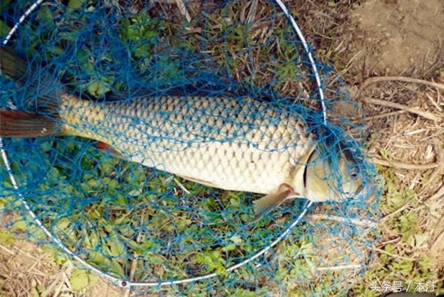 釣草魚用什麼餌料最好釣 垂釣草魚的最佳餌料