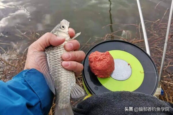 秋天釣鯽魚用什麼味道的餌料 釣鯽魚哪種餌料好