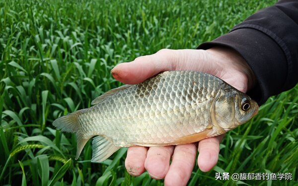 秋天釣鯽魚用什麼味道的餌料 釣鯽魚哪種餌料好