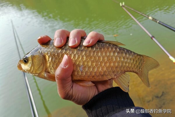 秋天釣鯽魚用什麼味道的餌料 釣鯽魚哪種餌料好