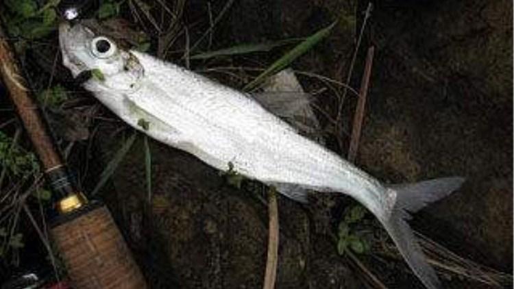 冬季釣翹嘴釣底還是釣浮 浮釣翹嘴釣多深