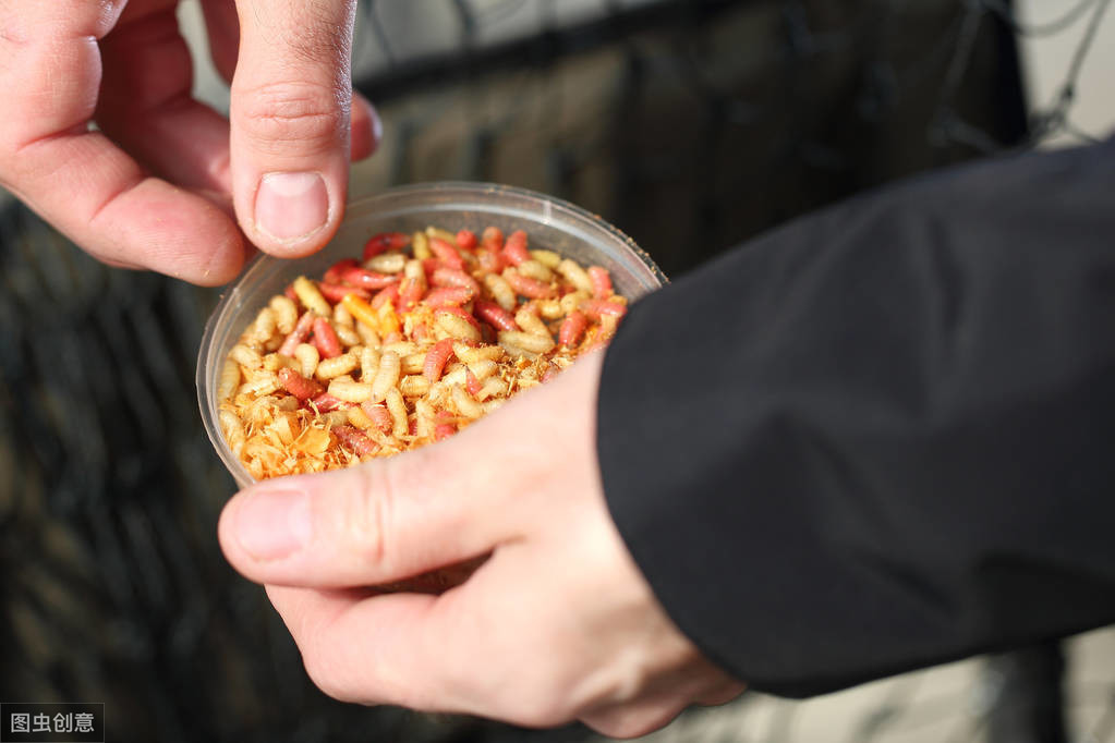 冬季釣鯽魚用什麼味型的窩料 奶香味的怎麼樣