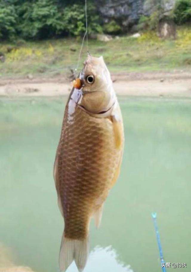 玉米能釣哪些魚類 玉米粒能釣什麼魚