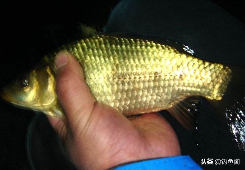 冬天晚上釣魚釣深水還是淺水 這個季節釣魚釣深或淺