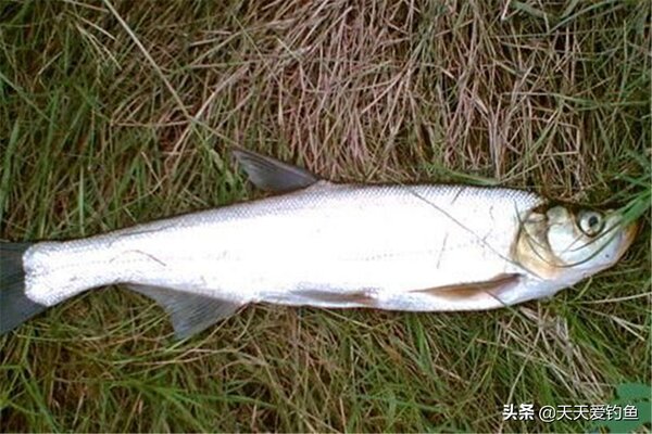 泥鰍釣魚技巧 怎麼用泥鰍釣魚