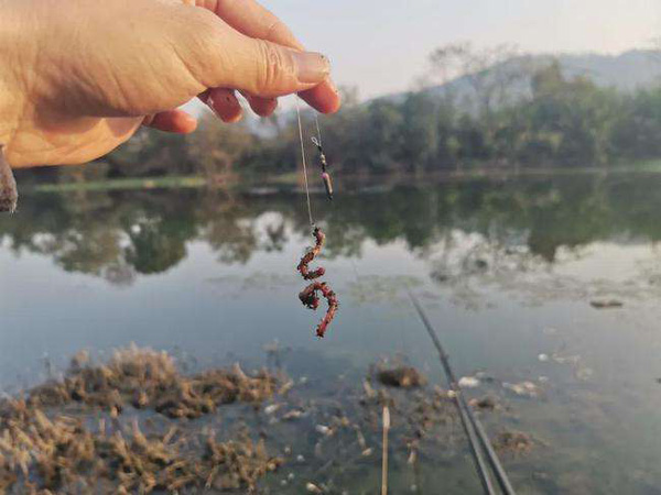 釣魚掛蚯蚓的正確方法 蚯蚓釣魚最好的掛法