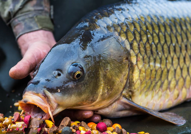 釣魚用什麼餌料魚容易上鉤 野釣鯉魚最好餌料