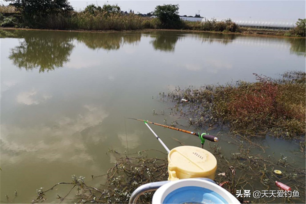 冬季釣鯽魚用什麼窩料最好 初冬釣鯽魚用什麼窩料