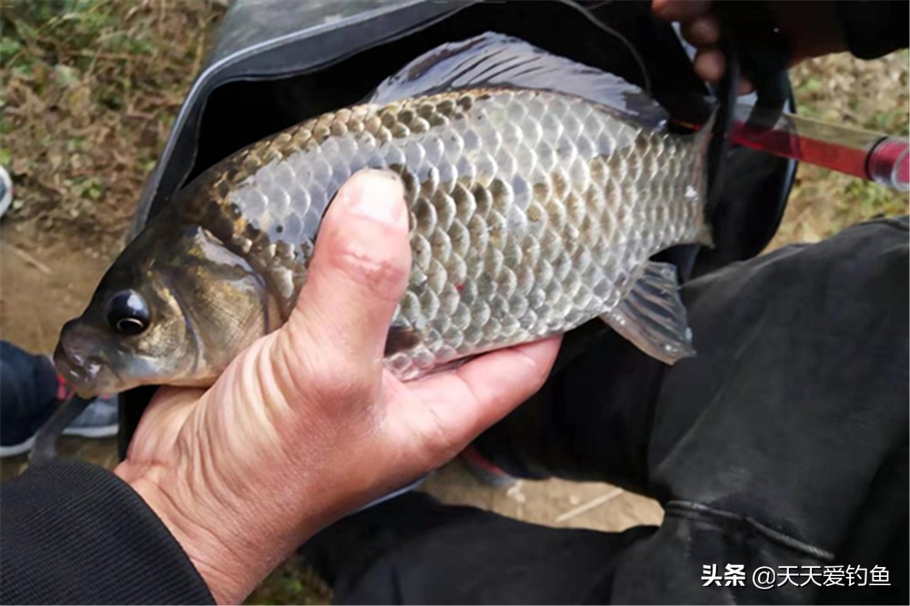 冬季釣鯽魚用什麼窩料最好 初冬釣鯽魚用什麼窩料