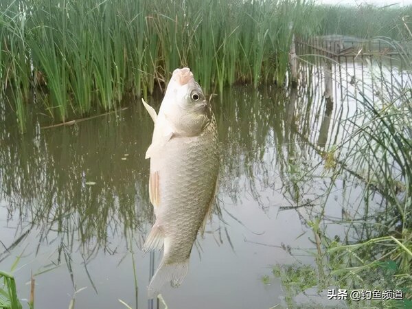 公認釣鯽魚最快的釣法 垂釣鯽魚技巧