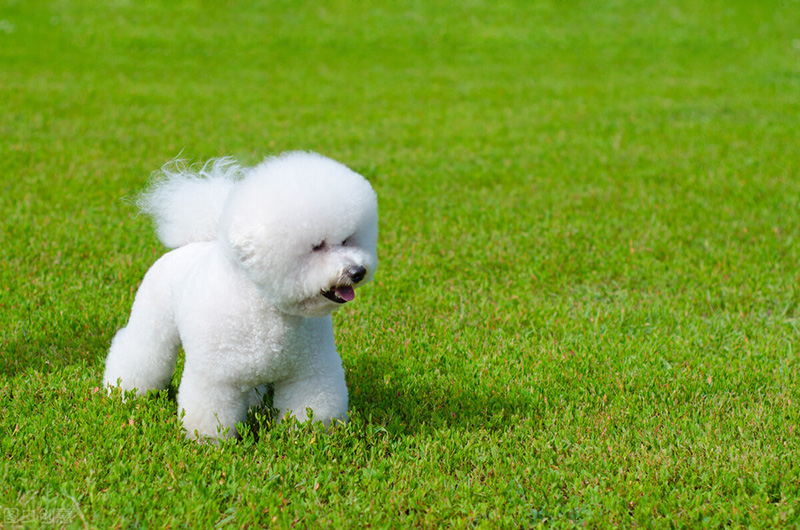 白色卷毛狗是什麼品種 中小型白色卷毛犬有哪些品種