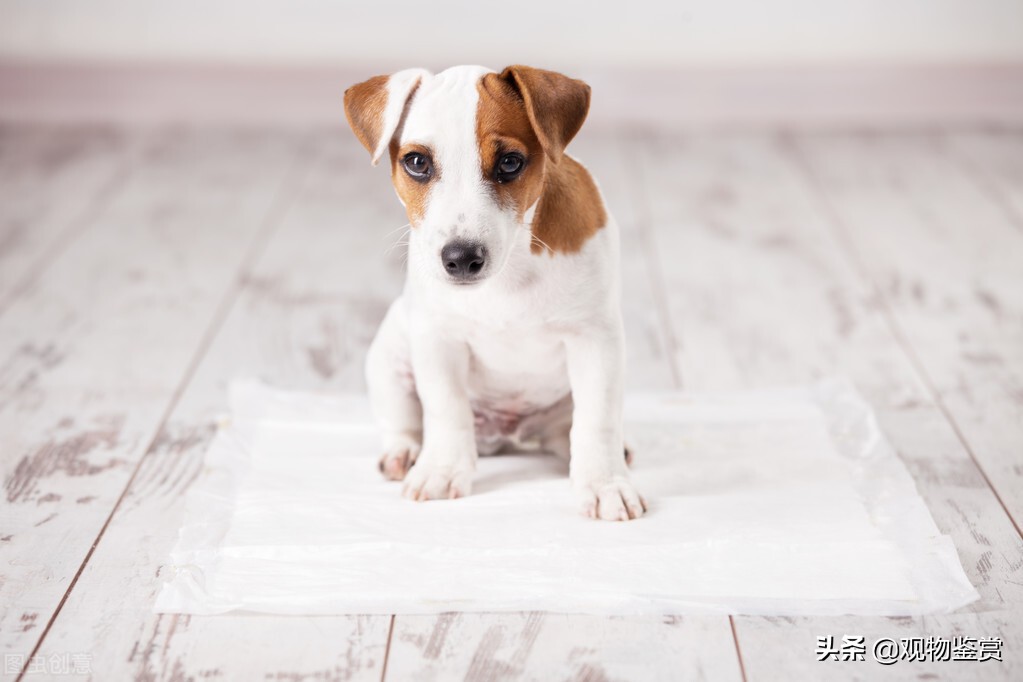 一個月的小狗怎麼訓練大小便 幼犬訓練定點大小便的方法