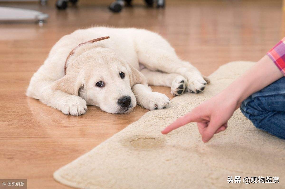 一個月的小狗怎麼訓練大小便 幼犬訓練定點大小便的方法