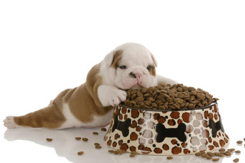 兩個月幼犬一頓20顆可以嗎 一個半月小狗正確喂食方法