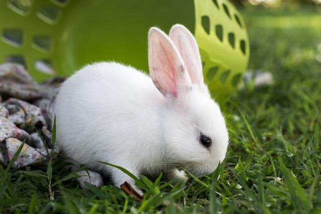 兔子拉稀是什麼原因 小兔子著涼拉稀幾天怎麼治最好