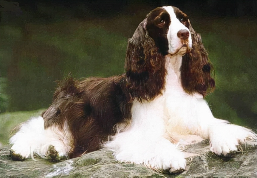 史賓格犬智商排名第幾 英國史賓格犬為何可以當警犬