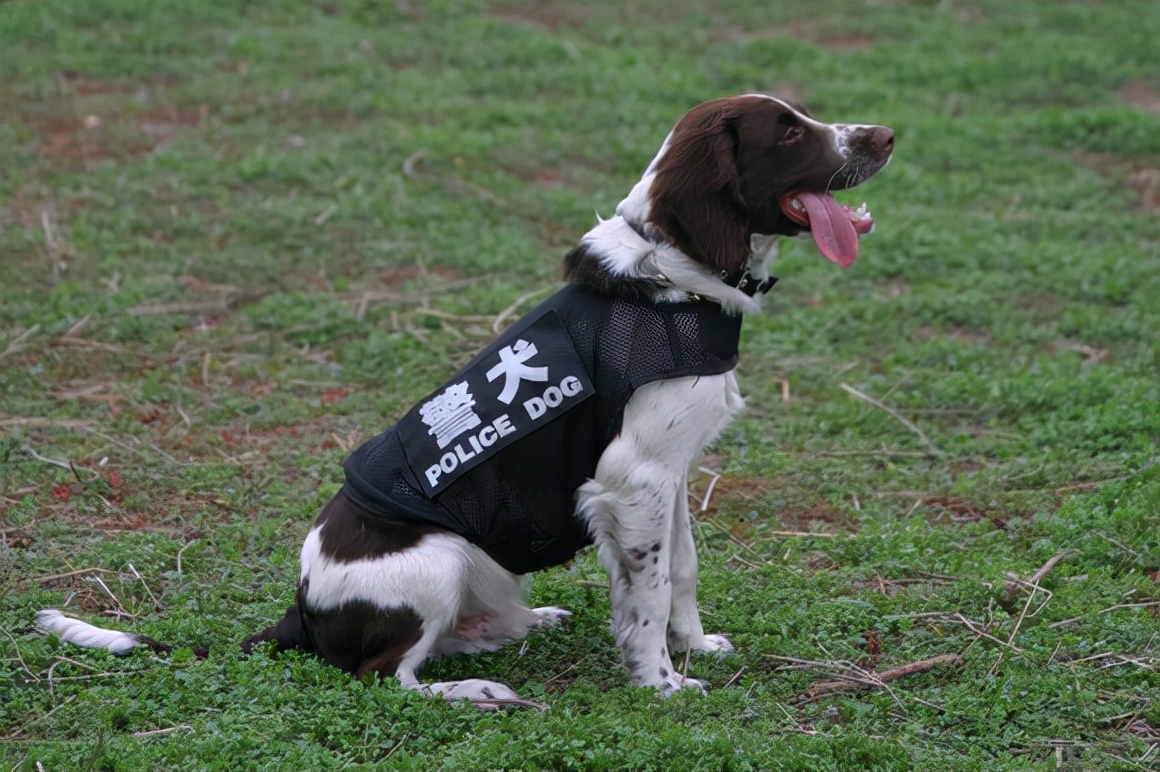 史賓格犬智商排名第幾 英國史賓格犬為何可以當警犬