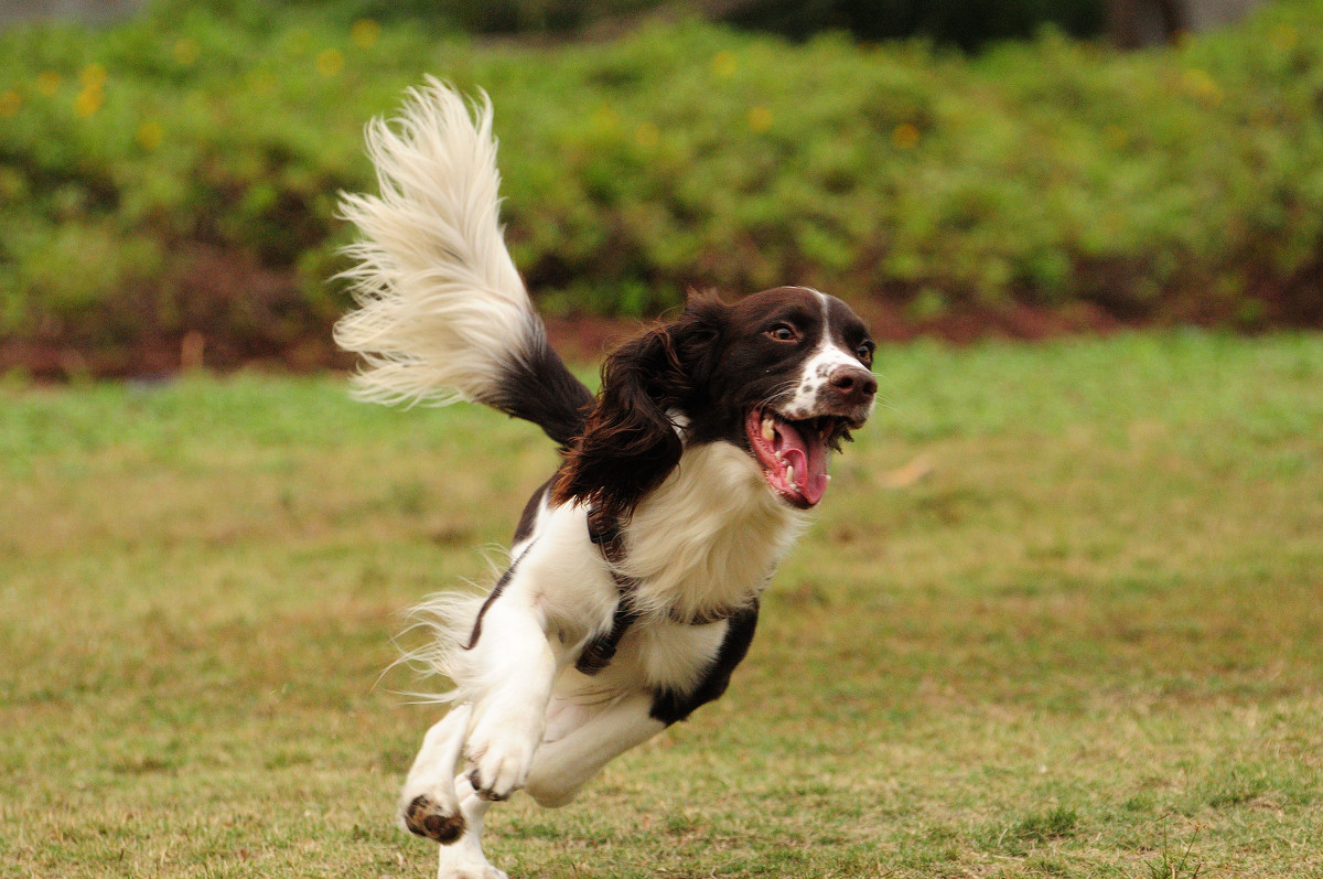 史賓格犬智商排名第幾 英國史賓格犬為何可以當警犬