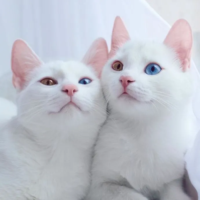 異瞳貓白貓大概多少錢一隻 稀有純白異瞳貓是什麼品種