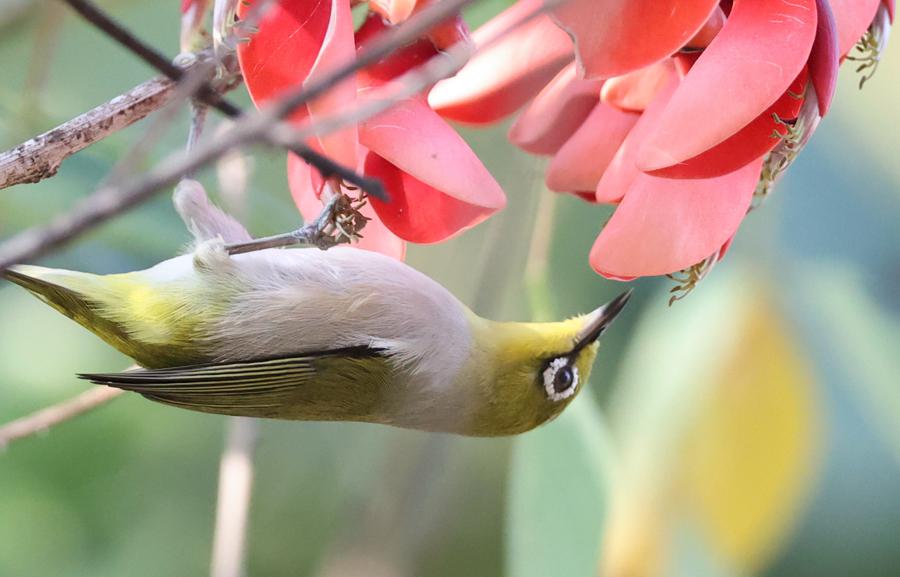 傢中養什麼鳥最幹凈 傢庭室內養哪種鳥衛生還便宜