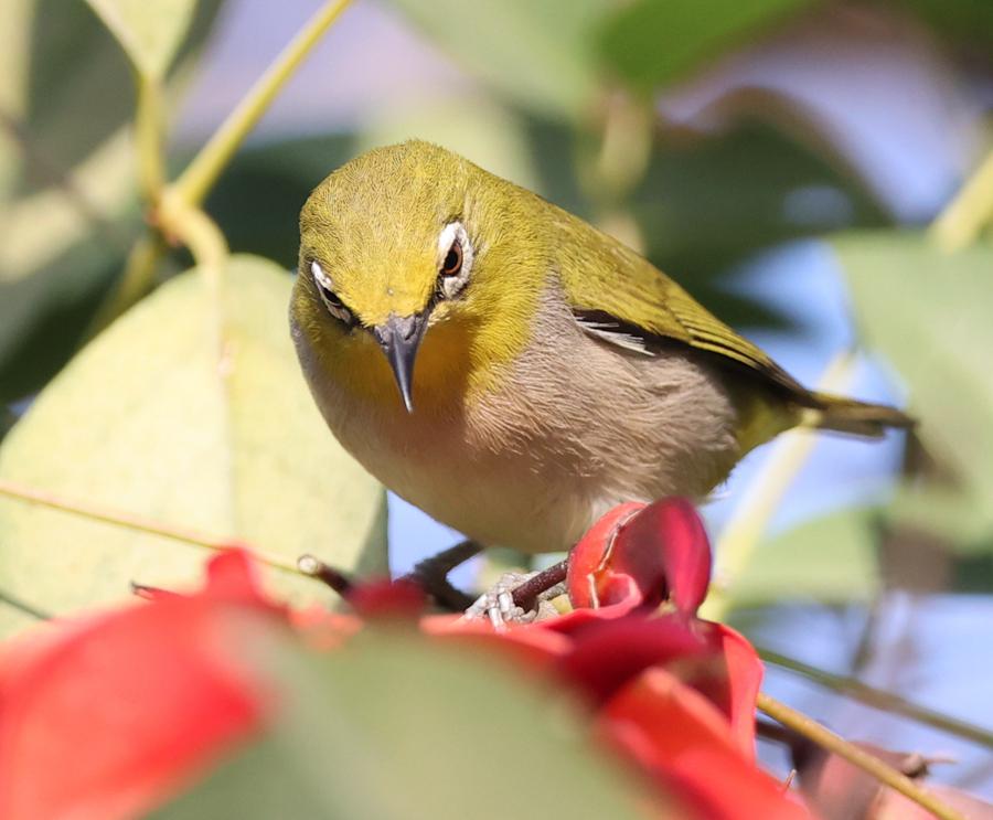 傢中養什麼鳥最幹凈 傢庭室內養哪種鳥衛生還便宜