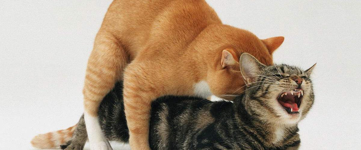 兩隻貓放一起多久能配上 公母貓單獨放一起怎麼迅速配對