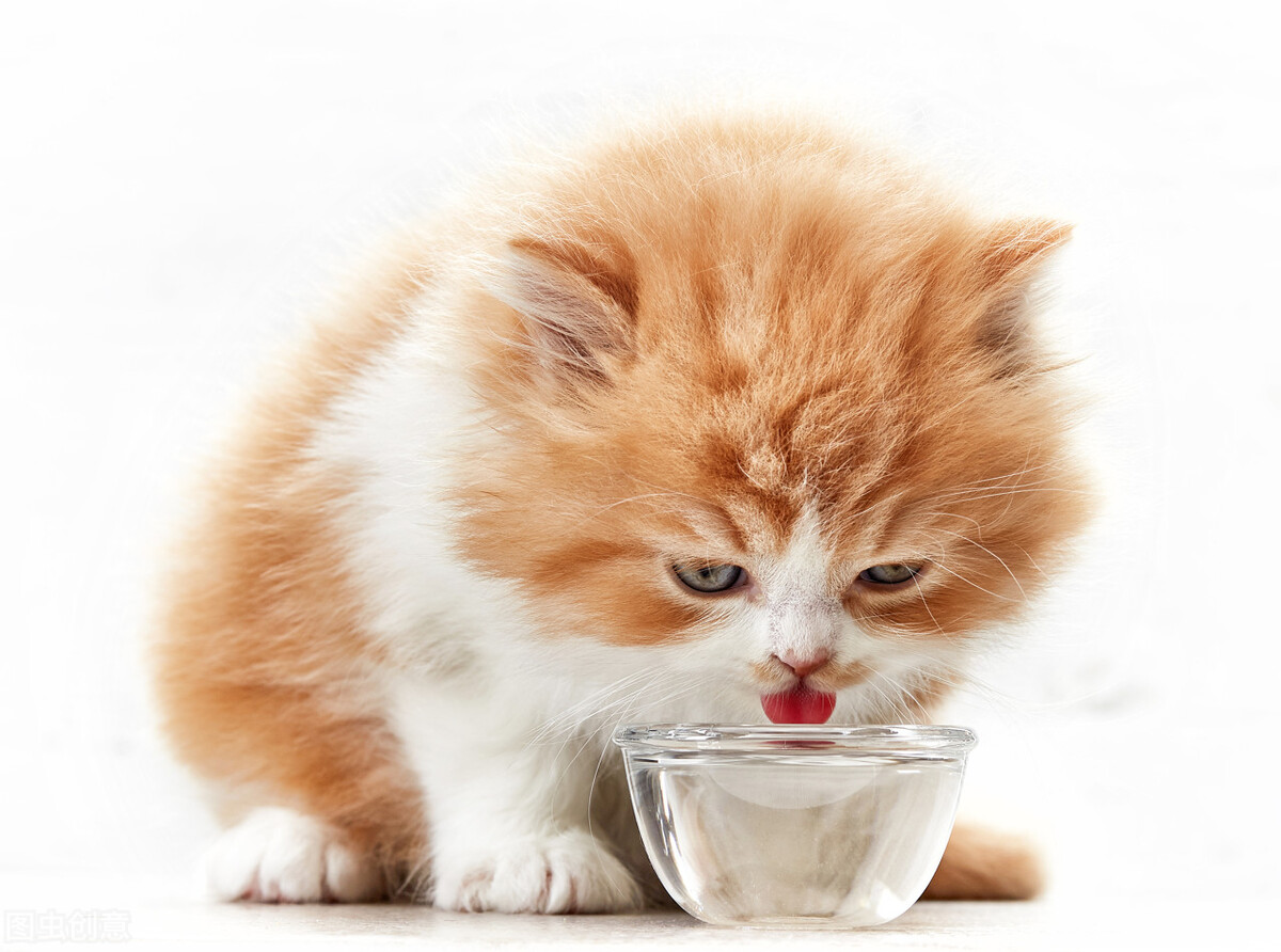 貓咪不吃東西怎麼辦 幼貓不吃東西狀態很差喝什麼藥