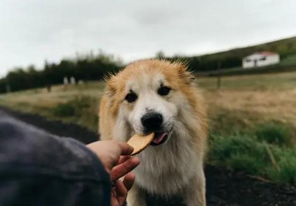 狗狗長期吃雞胸肉的壞處 狗經常吃雞胸肉會有危害嗎